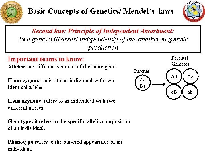 Basic Concepts of Genetics/ Mendel`s laws Second law: Principle of Independent Assortment: Two genes