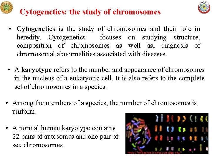 Cytogenetics: the study of chromosomes • Cytogenetics is the study of chromosomes and their