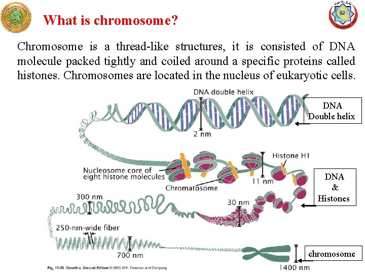 What is chromosome? Chromosome is a thread-like structures, it is consisted of DNA molecule