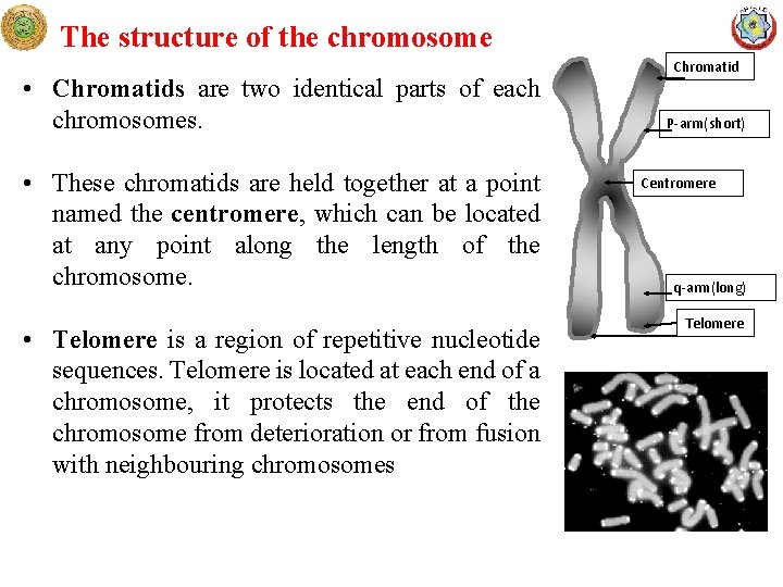 The structure of the chromosome • Chromatids are two identical parts of each chromosomes.