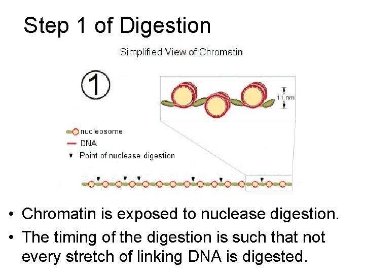 Step 1 of Digestion • Chromatin is exposed to nuclease digestion. • The timing