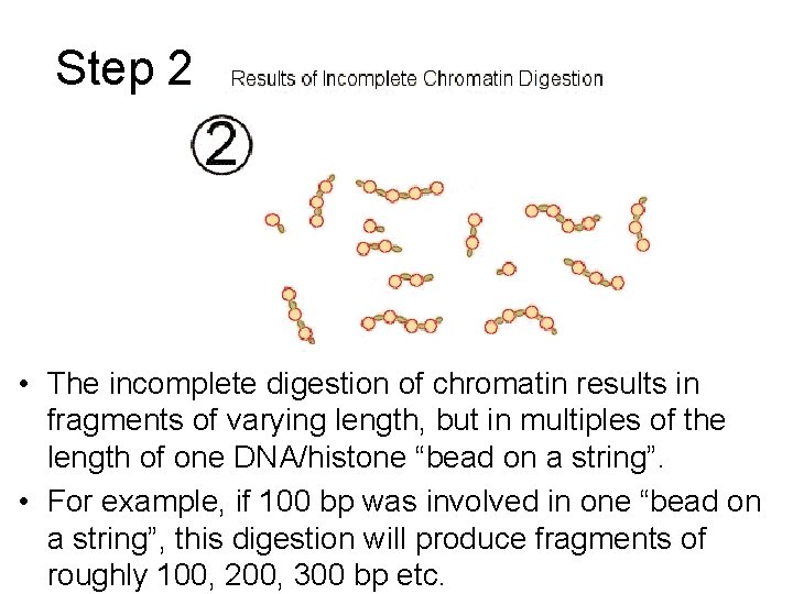 Step 2 • The incomplete digestion of chromatin results in fragments of varying length,
