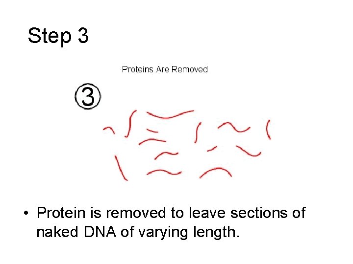 Step 3 • Protein is removed to leave sections of naked DNA of varying