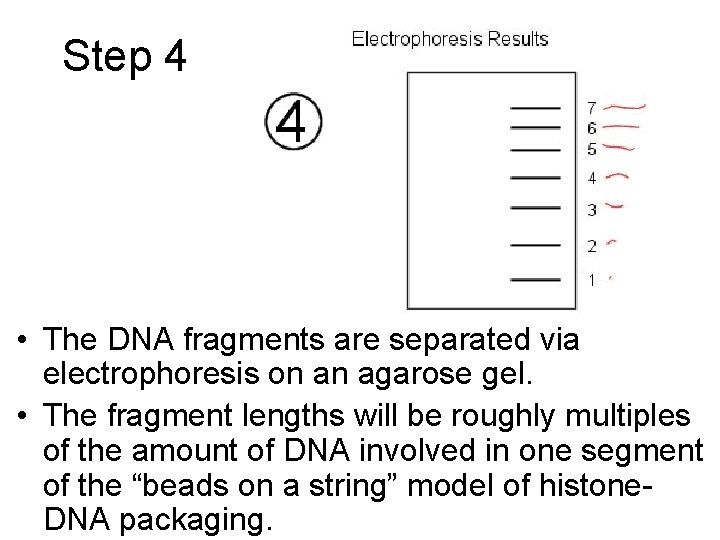 Step 4 • The DNA fragments are separated via electrophoresis on an agarose gel.