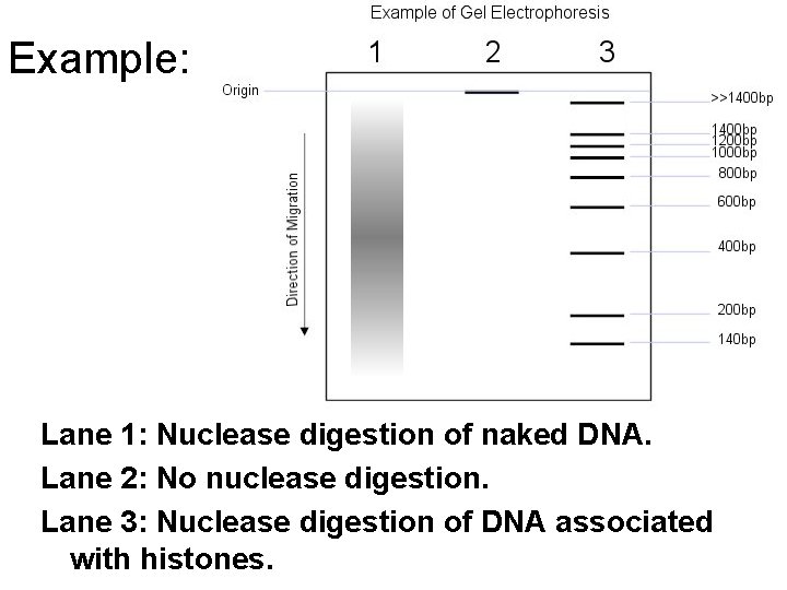 Example: Lane 1: Nuclease digestion of naked DNA. Lane 2: No nuclease digestion. Lane