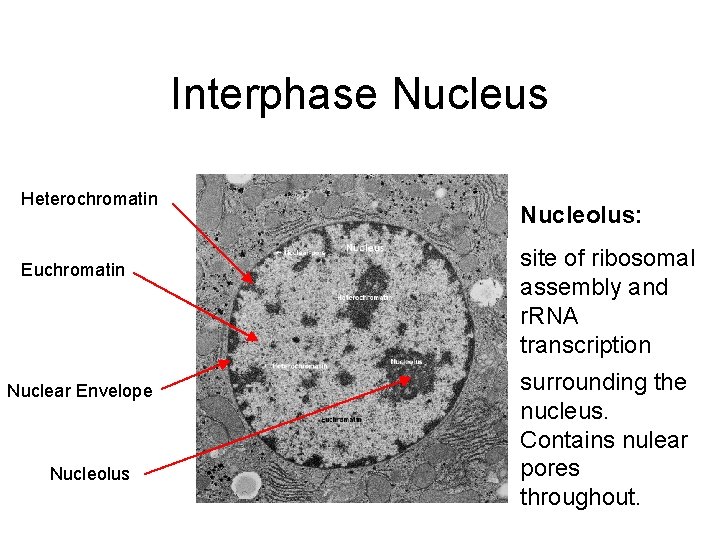 Interphase Nucleus Heterochromatin Euchromatin Nuclear Envelope Nucleolus: Heterochromatin: Nuclear Euchromatin: site of ribosomal dark,