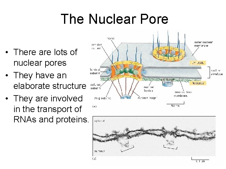 The Nuclear Pore • There are lots of nuclear pores • They have an