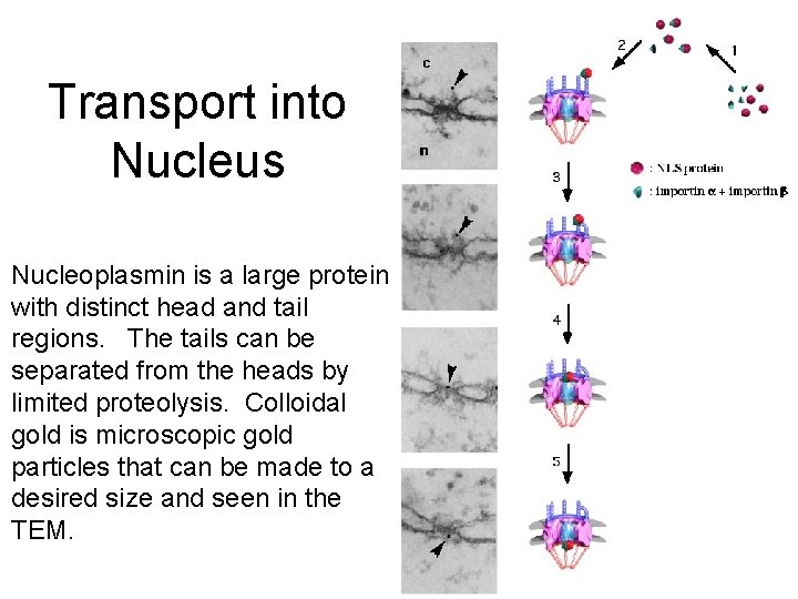 Transport into Nucleus Nucleoplasmin is a large protein with distinct head and tail regions.