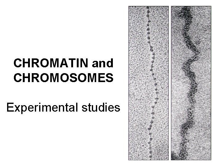 CHROMATIN and CHROMOSOMES Experimental studies 