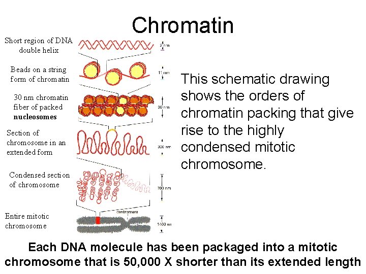 Short region of DNA double helix Beads on a string form of chromatin 30