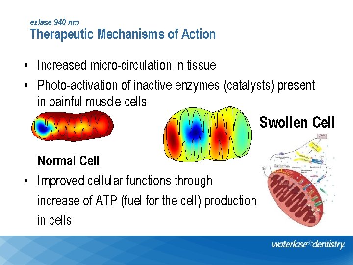 ezlase 940 nm Therapeutic Mechanisms of Action • Increased micro-circulation in tissue • Photo-activation