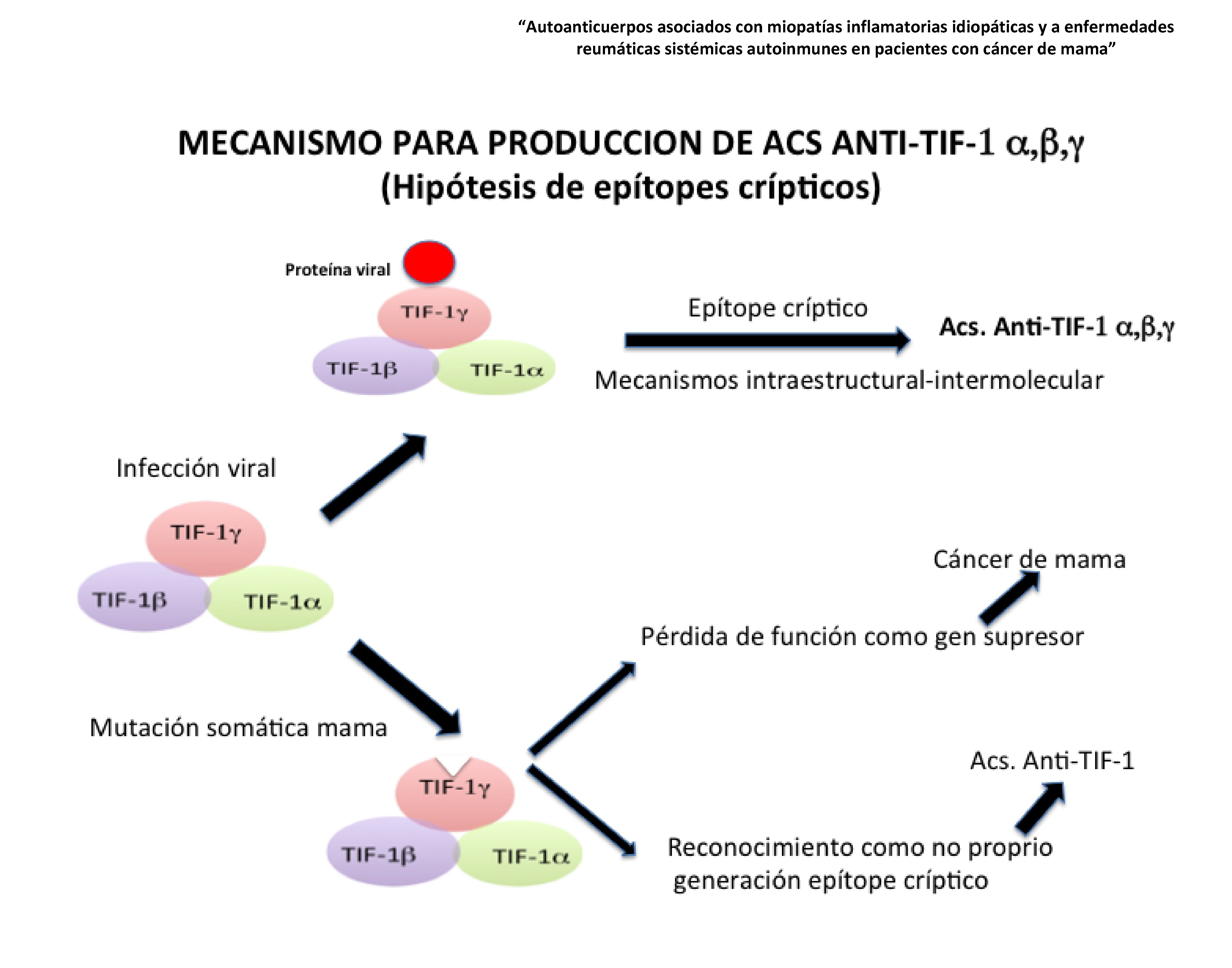 “Autoanticuerpos asociados con miopatías inflamatorias idiopáticas y a enfermedades reumáticas sistémicas autoinmunes en pacientes