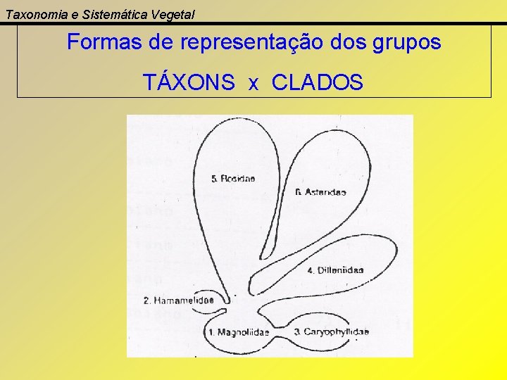 Taxonomia e Sistemática Vegetal Formas de representação dos grupos TÁXONS x CLADOS 