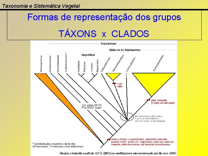 Taxonomia e Sistemática Vegetal Formas de representação dos grupos TÁXONS x CLADOS 