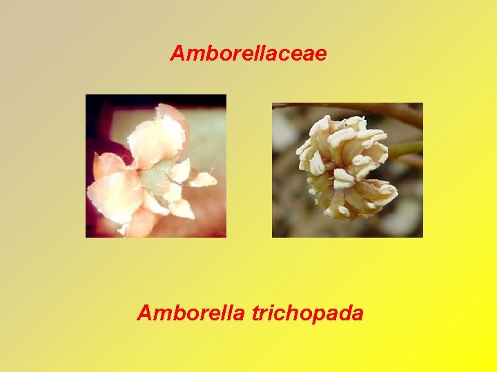 Amborellaceae Amborella trichopada 