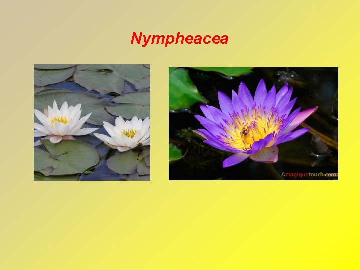 Nympheacea 