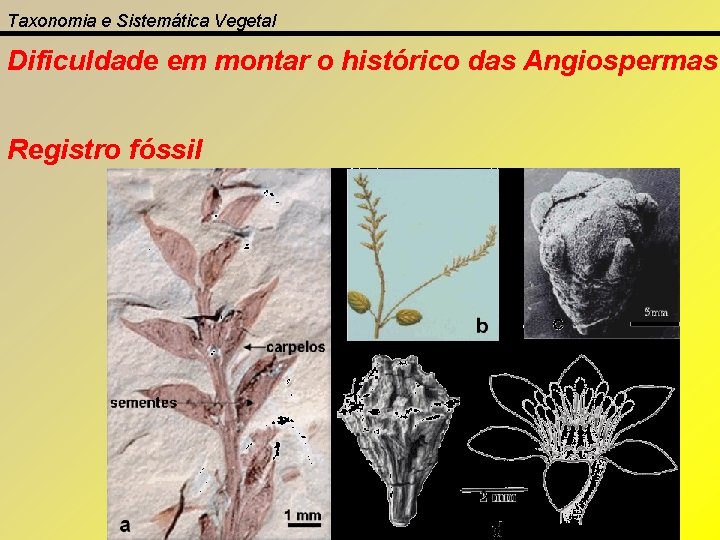 Taxonomia e Sistemática Vegetal Dificuldade em montar o histórico das Angiospermas Registro fóssil 