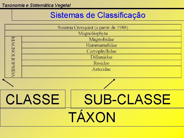 Taxonomia e Sistemática Vegetal Sistemas de Classificação CLASSE SUB-CLASSE TÁXON 