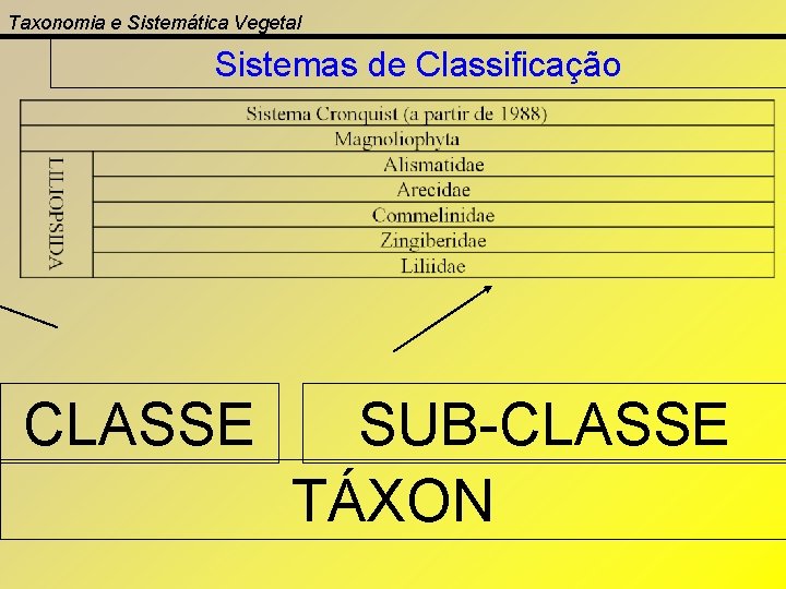 Taxonomia e Sistemática Vegetal Sistemas de Classificação CLASSE SUB-CLASSE TÁXON 