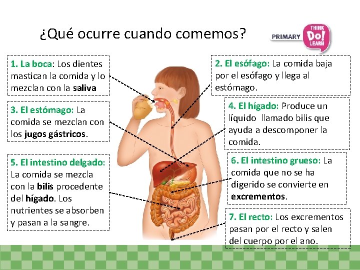 ¿Qué ocurre cuando comemos? 1. La boca: Los dientes mastican la comida y lo