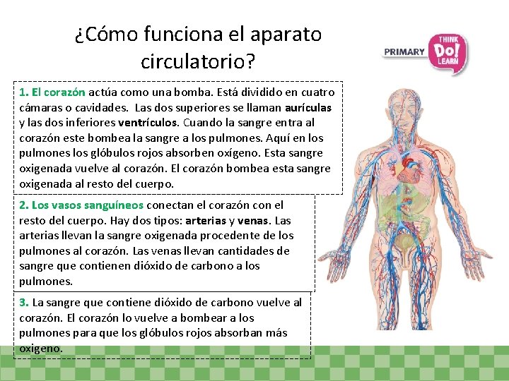 ¿Cómo funciona el aparato circulatorio? 1. El corazón actúa como una bomba. Está dividido