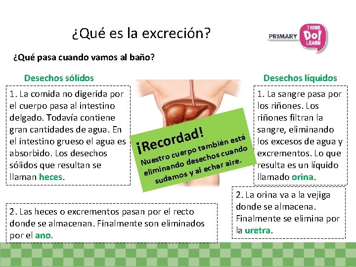 ¿Qué es la excreción? ¿Qué pasa cuando vamos al baño? Desechos sólidos 1. La