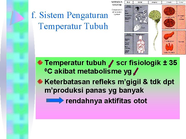 f. Sistem Pengaturan Temperatur Tubuh Temperatur tubuh scr fisiologik ± 35 0 C akibat