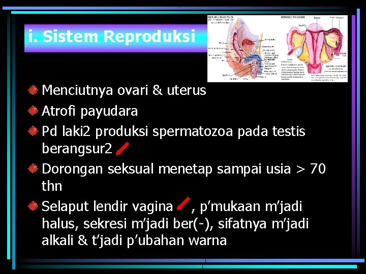 i. Sistem Reproduksi Menciutnya ovari & uterus Atrofi payudara Pd laki 2 produksi spermatozoa