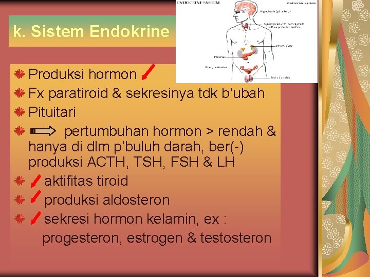 k. Sistem Endokrine Produksi hormon Fx paratiroid & sekresinya tdk b’ubah Pituitari pertumbuhan hormon