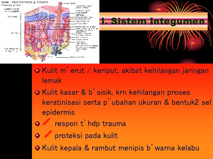 l. Sistem Integumen Kulit m’erut / keriput, akibat kehilangan jaringan lemak Kulit kasar &