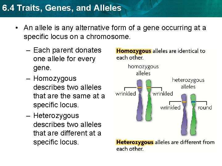 6. 4 Traits, Genes, and Alleles • An allele is any alternative form of