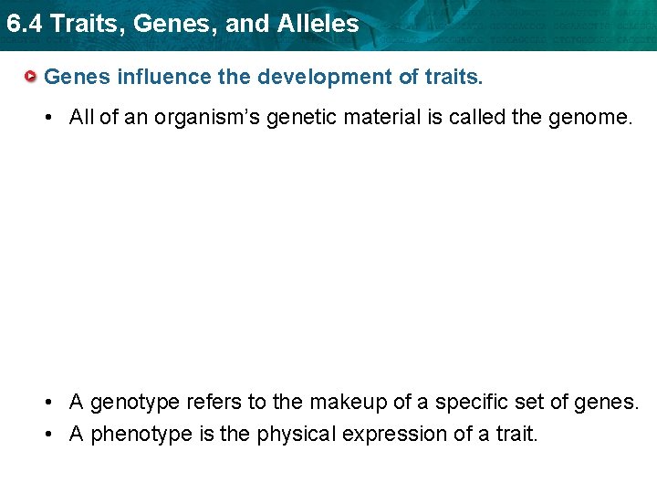 6. 4 Traits, Genes, and Alleles Genes influence the development of traits. • All