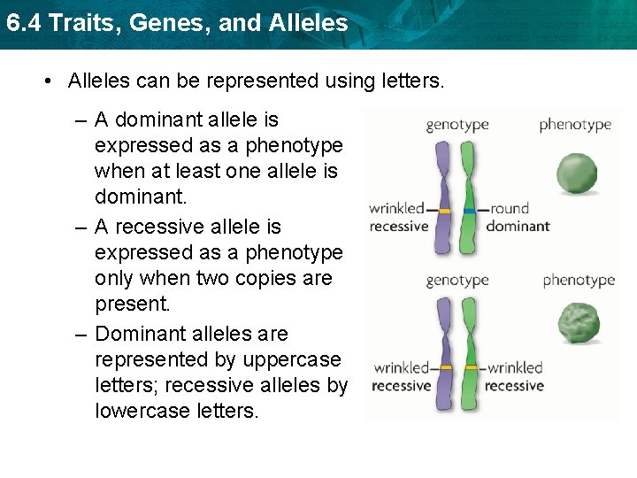 6. 4 Traits, Genes, and Alleles • Alleles can be represented using letters. –