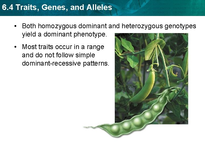 6. 4 Traits, Genes, and Alleles • Both homozygous dominant and heterozygous genotypes yield