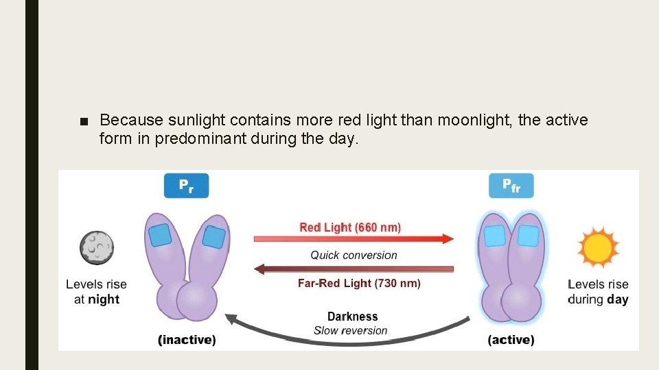 ■ Because sunlight contains more red light than moonlight, the active form in predominant