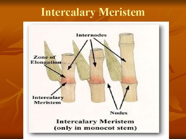 Intercalary Meristem 