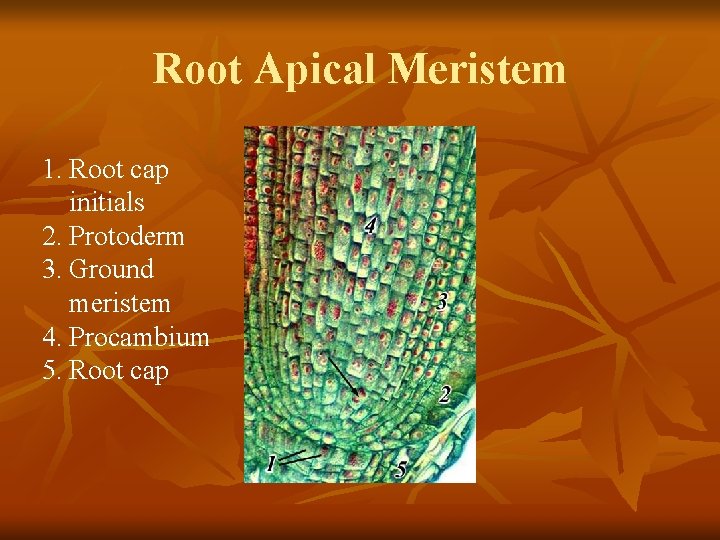 Root Apical Meristem 1. Root cap initials 2. Protoderm 3. Ground meristem 4. Procambium