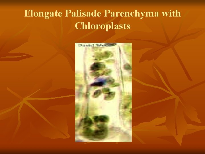 Elongate Palisade Parenchyma with Chloroplasts 