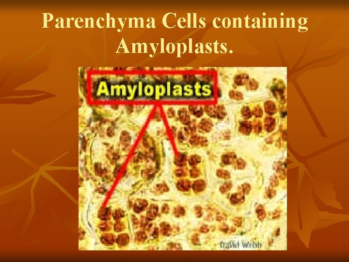Parenchyma Cells containing Amyloplasts. 