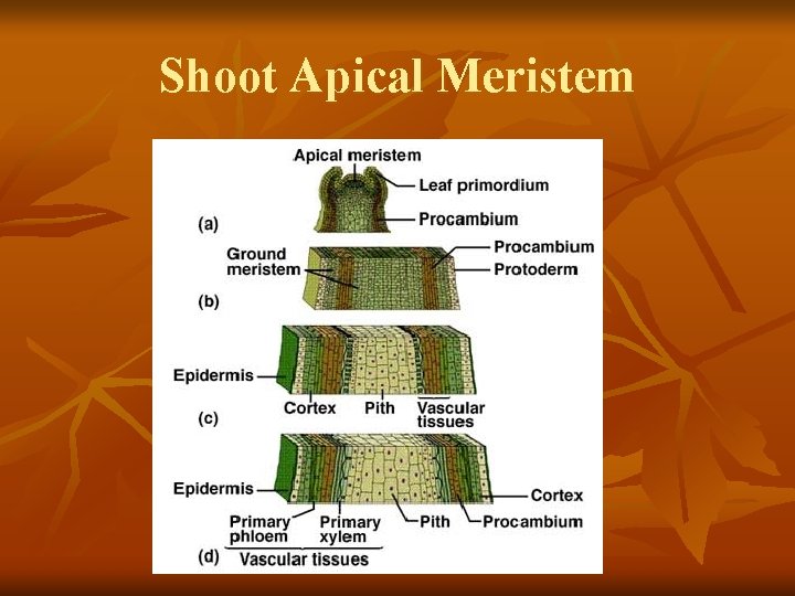 Shoot Apical Meristem 