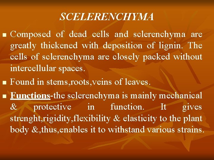 SCELERENCHYMA n n n Composed of dead cells and sclerenchyma are greatly thickened with