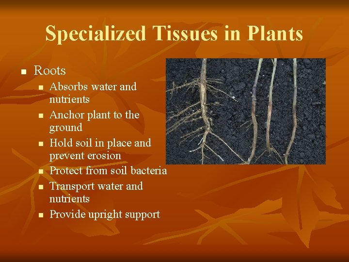 Specialized Tissues in Plants n Roots n n n Absorbs water and nutrients Anchor