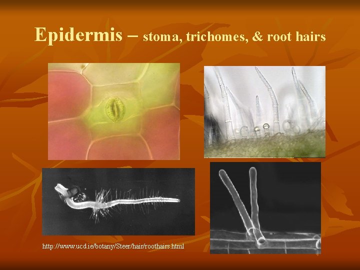 Epidermis – stoma, trichomes, & root hairs http: //www. ucd. ie/botany/Steer/hair/roothairs. html 