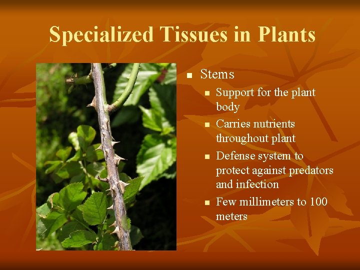  Specialized Tissues in Plants n Stems n n Support for the plant body