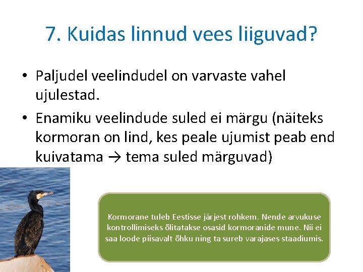 7. Kuidas linnud vees liiguvad? • Paljudel veelindudel on varvaste vahel ujulestad. • Enamiku