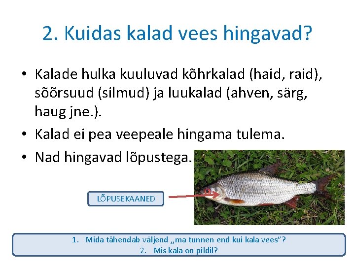 2. Kuidas kalad vees hingavad? • Kalade hulka kuuluvad kõhrkalad (haid, raid), sõõrsuud (silmud) 2. Kuidas kalad vees hingavad? • Kalade hulka kuuluvad kõhrkalad (haid, raid), sõõrsuud (silmud)