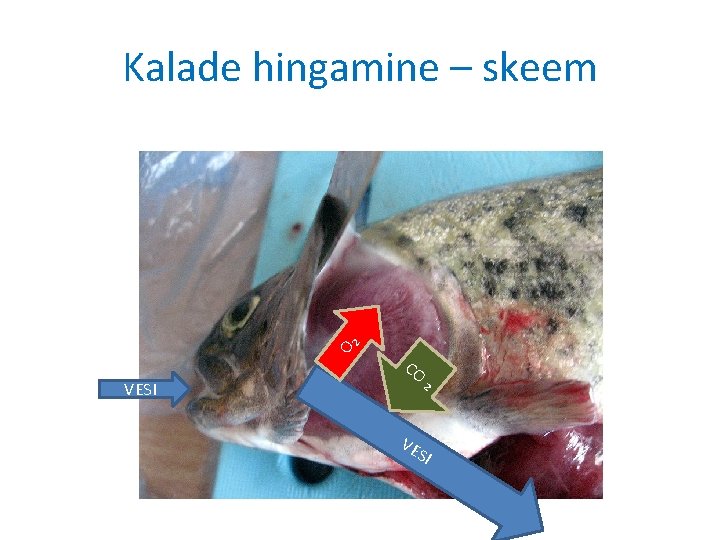 O₂ Kalade hingamine – skeem VESI CO VE ₂ SI 