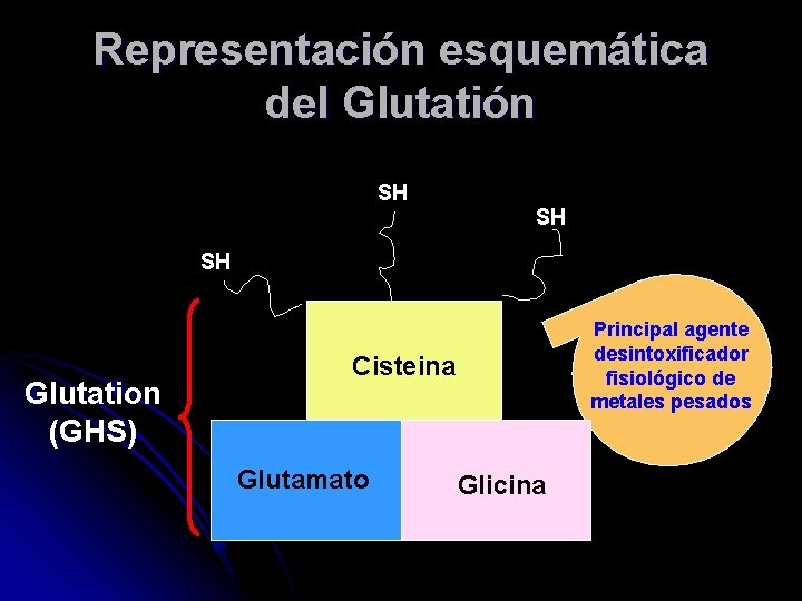 Representación esquemática del Glutatión SH SH SH Glutation (GHS) Principal agente desintoxificador fisiológico de