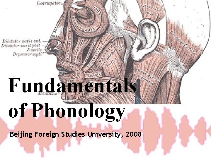 Fundamentals of Phonology Beijing Foreign Studies University, 2008 