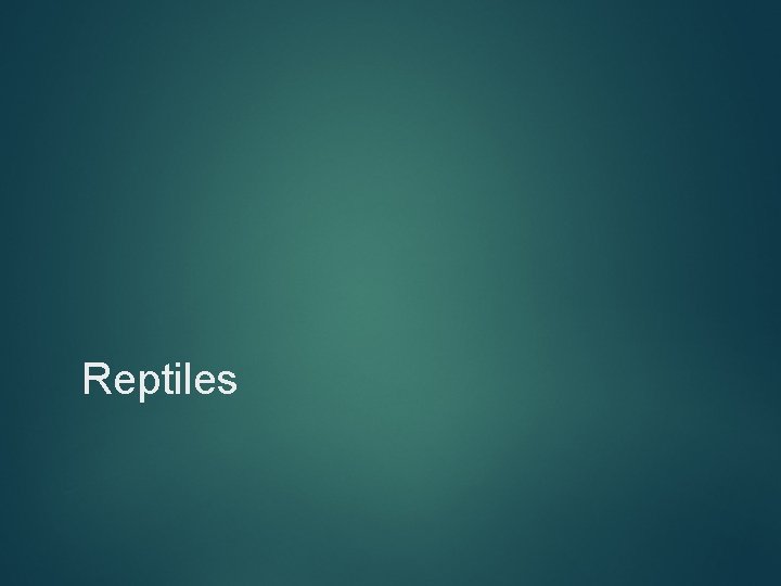 Reptiles 